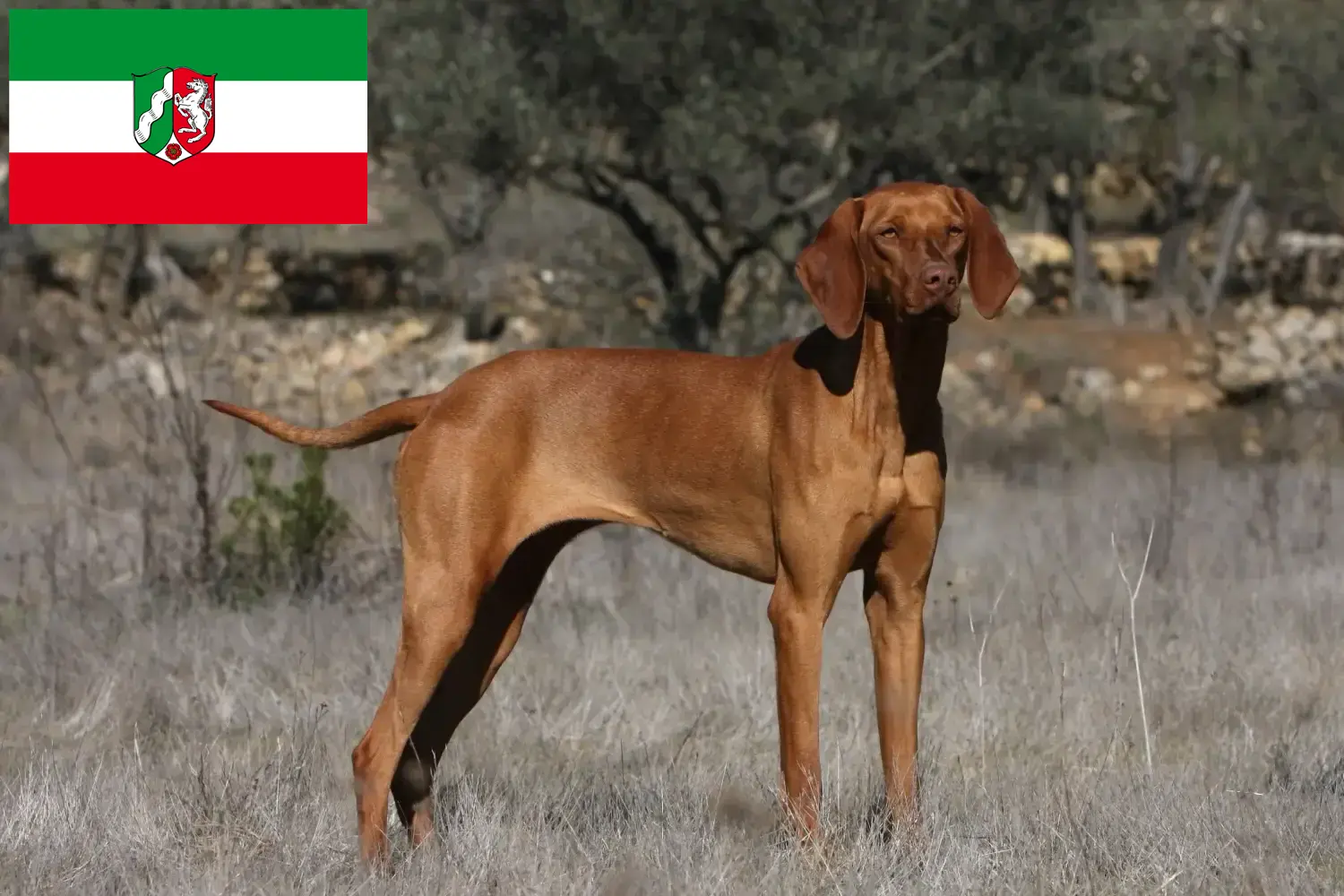 Read more about the article Kuzey Ren-Vestfalya’da Magyar Vizsla yetiştiricileri ve köpek yavruları