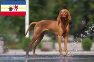 Read more about the article Mecklenburg-Vorpommern’de Magyar Vizsla yetiştiricileri ve köpek yavruları