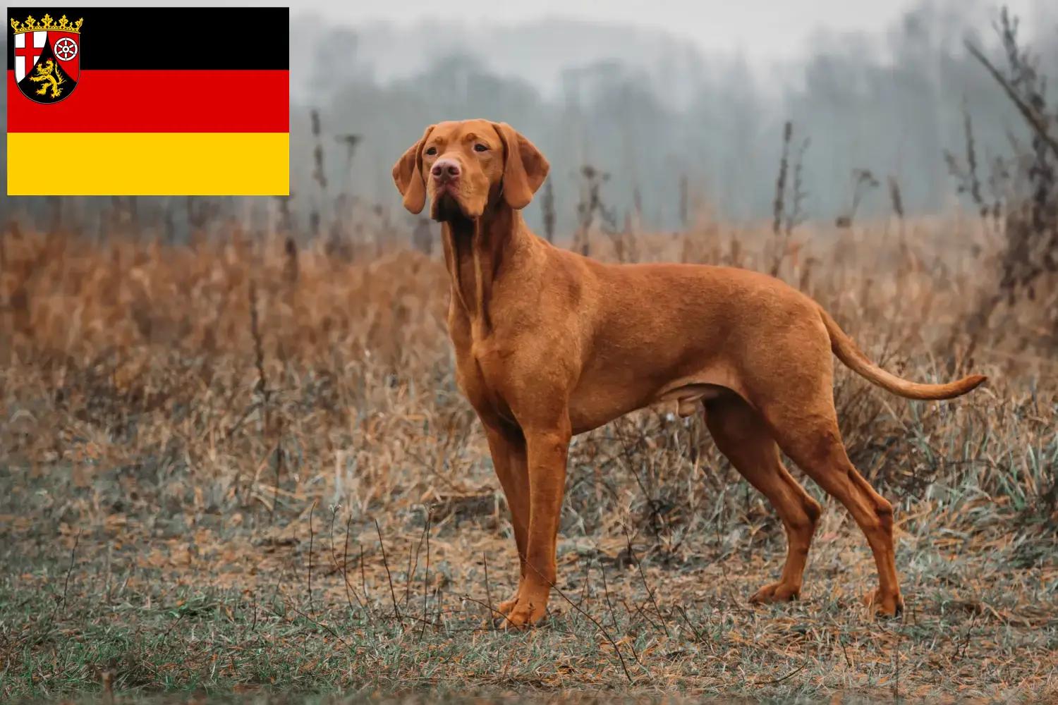 Read more about the article Rheinland-Pfalz’da Magyar Vizsla yetiştiricileri ve köpek yavruları