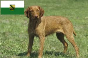 Read more about the article Saksonya’daki Magyar Vizsla yetiştiricileri ve köpek yavruları