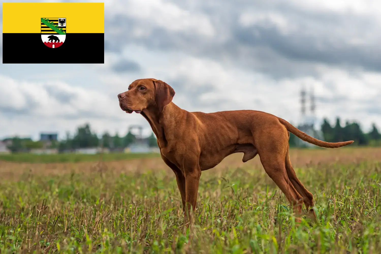 Read more about the article Saxony-Anhalt’da Magyar Vizsla yetiştiricileri ve köpek yavruları