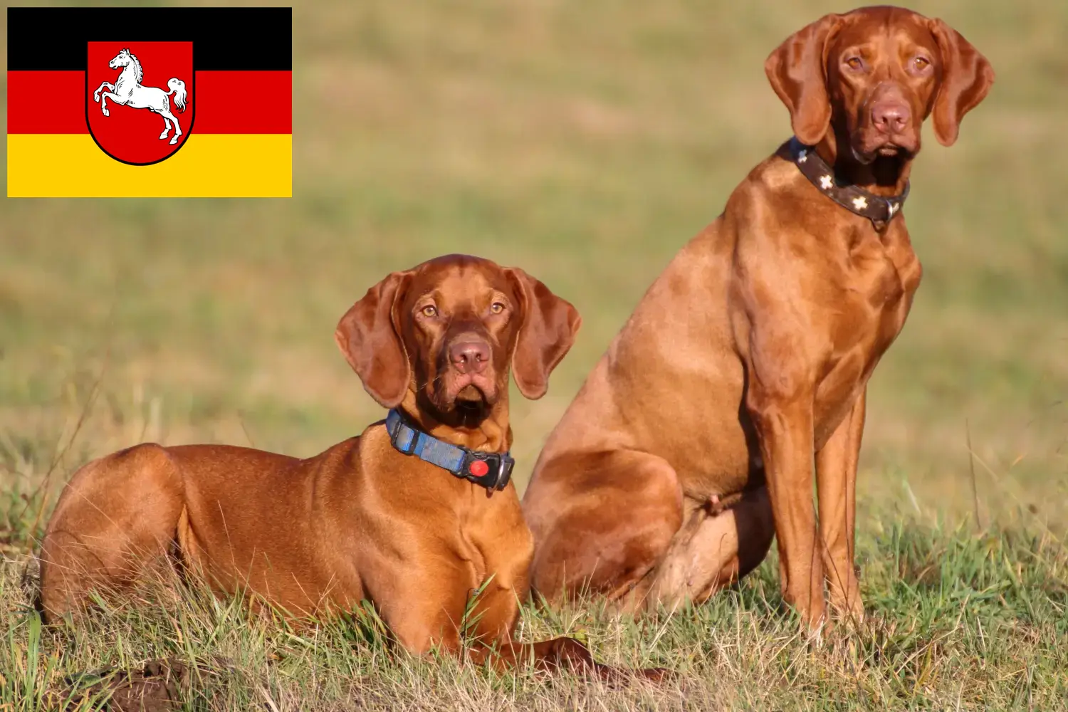 Read more about the article Aşağı Saksonya’daki Magyar Vizsla yetiştiricileri ve köpek yavruları