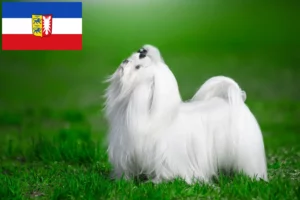 Read more about the article Schleswig-Holstein’daki Malta yetiştiricileri ve köpek yavruları