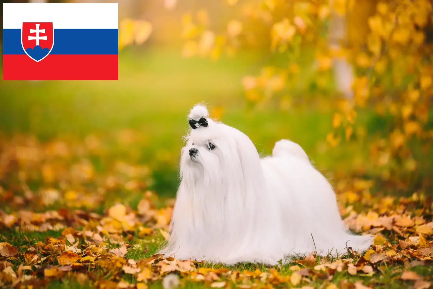 Read more about the article Slovakya’daki Malta yetiştiricileri ve köpek yavruları