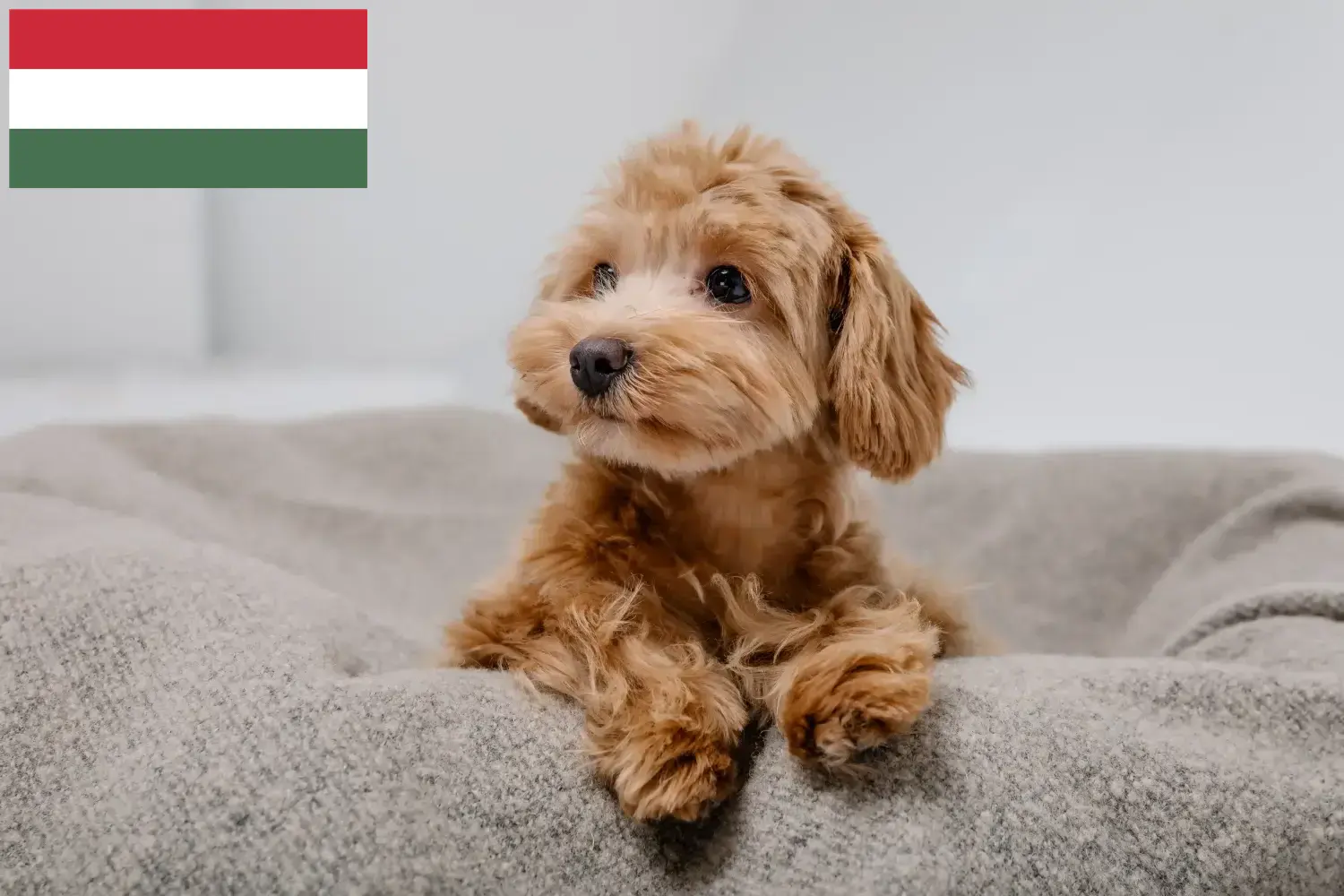 Read more about the article Macaristan’da Maltipoo yetiştiricileri ve köpek yavruları