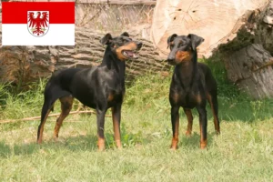 Read more about the article Brandenburg’da Manchester Terrier yetiştiricileri ve köpek yavruları