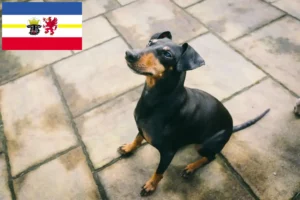 Read more about the article Mecklenburg-Vorpommern’de Manchester Terrier yetiştiricileri ve köpek yavruları