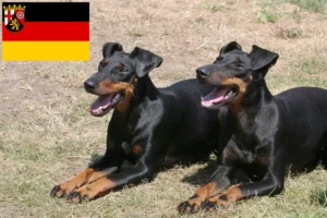 Read more about the article Rheinland-Pfalz’da Manchester Terrier yetiştiricileri ve köpek yavruları