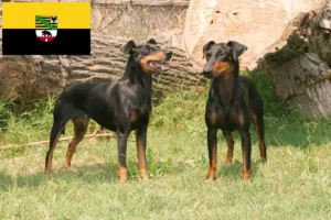 Read more about the article Saxony-Anhalt’da Manchester Terrier yetiştiricileri ve köpek yavruları