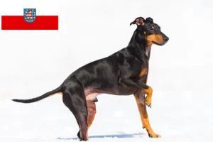 Read more about the article Thüringen’de Manchester Terrier yetiştiricileri ve köpek yavruları