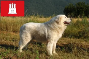 Read more about the article Hamburg’da Maremma Abruzzi Çoban Köpeği yetiştiricileri ve köpek yavruları