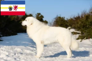 Read more about the article Mecklenburg-Vorpommern’de Maremma Abruzzi Çoban Köpeği yetiştiricileri ve köpek yavruları