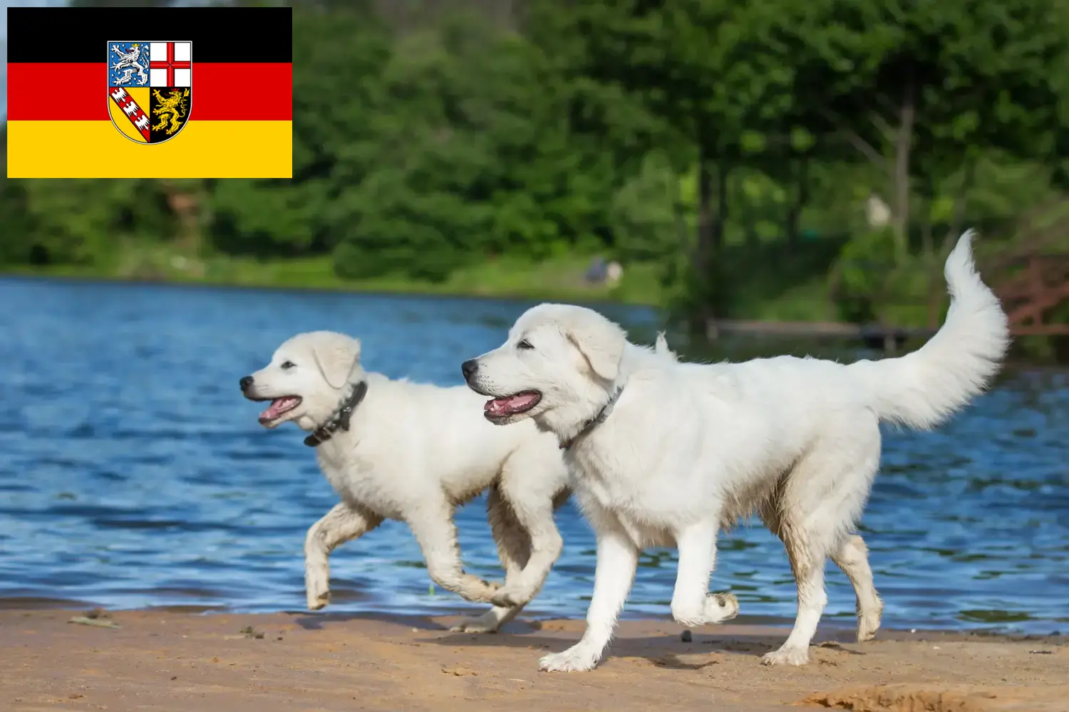 Maremma Abruzzi Çoban Köpeği yavruları ve yetiştiricileri Saarland Burada Saarland'daki Maremma Abruzzi Çoban Köpeği yetiştiricilerini bulabilirsiniz.