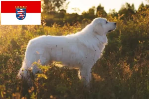 Read more about the article Hessen’de Maremma Abruzzi Çoban Köpeği yetiştiricileri ve köpek yavruları
