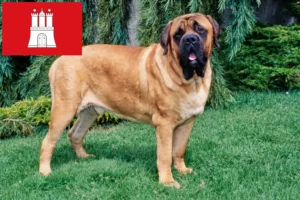 Read more about the article Hamburg’da Mastiff yetiştiricileri ve köpek yavruları