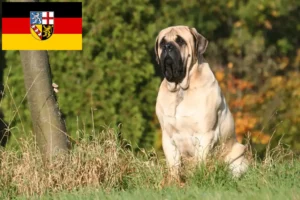 Read more about the article Saarland’da Mastiff yetiştiricileri ve köpek yavruları