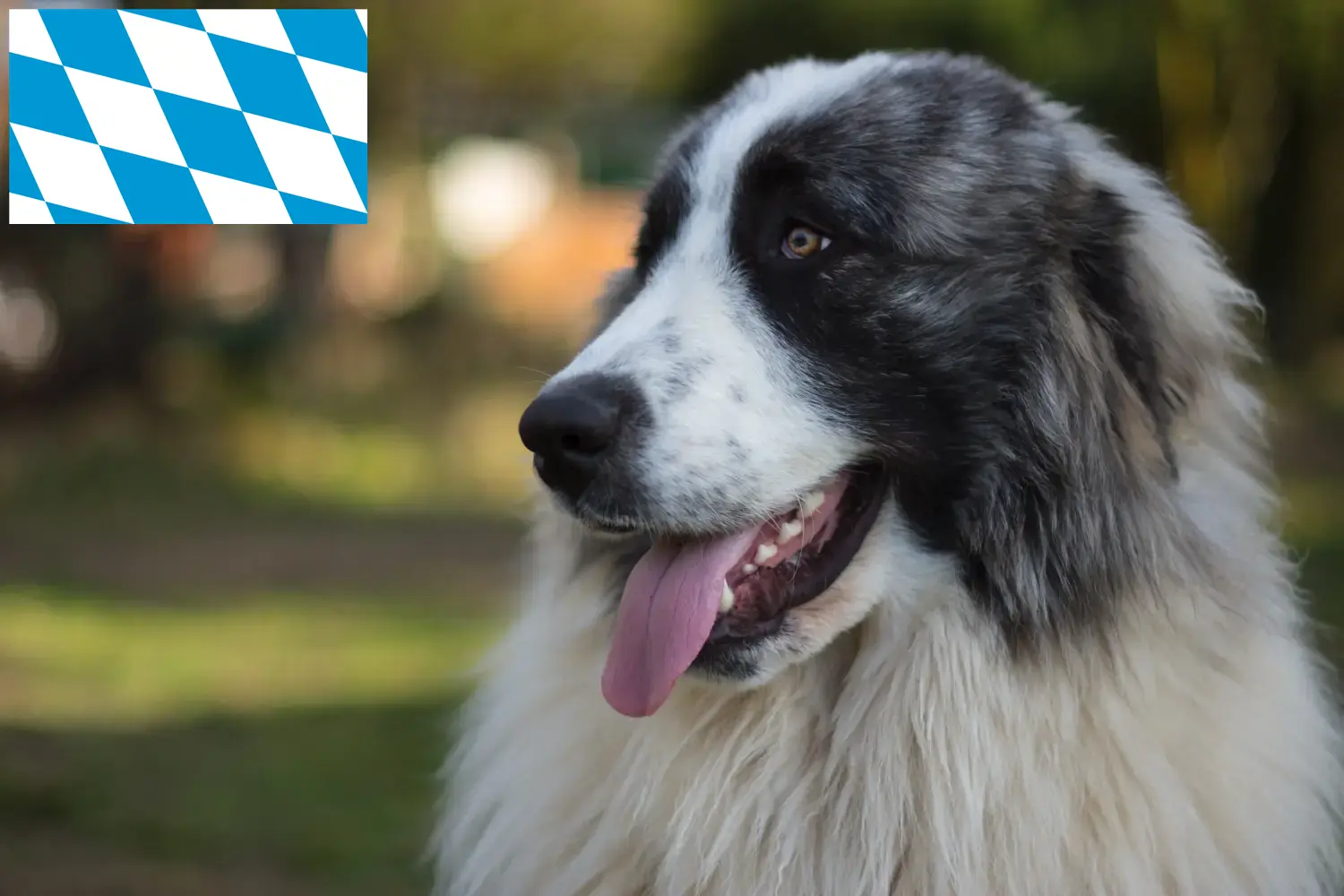 Read more about the article Bavyera’da Mastín del Pirineo yetiştiricileri ve köpek yavruları