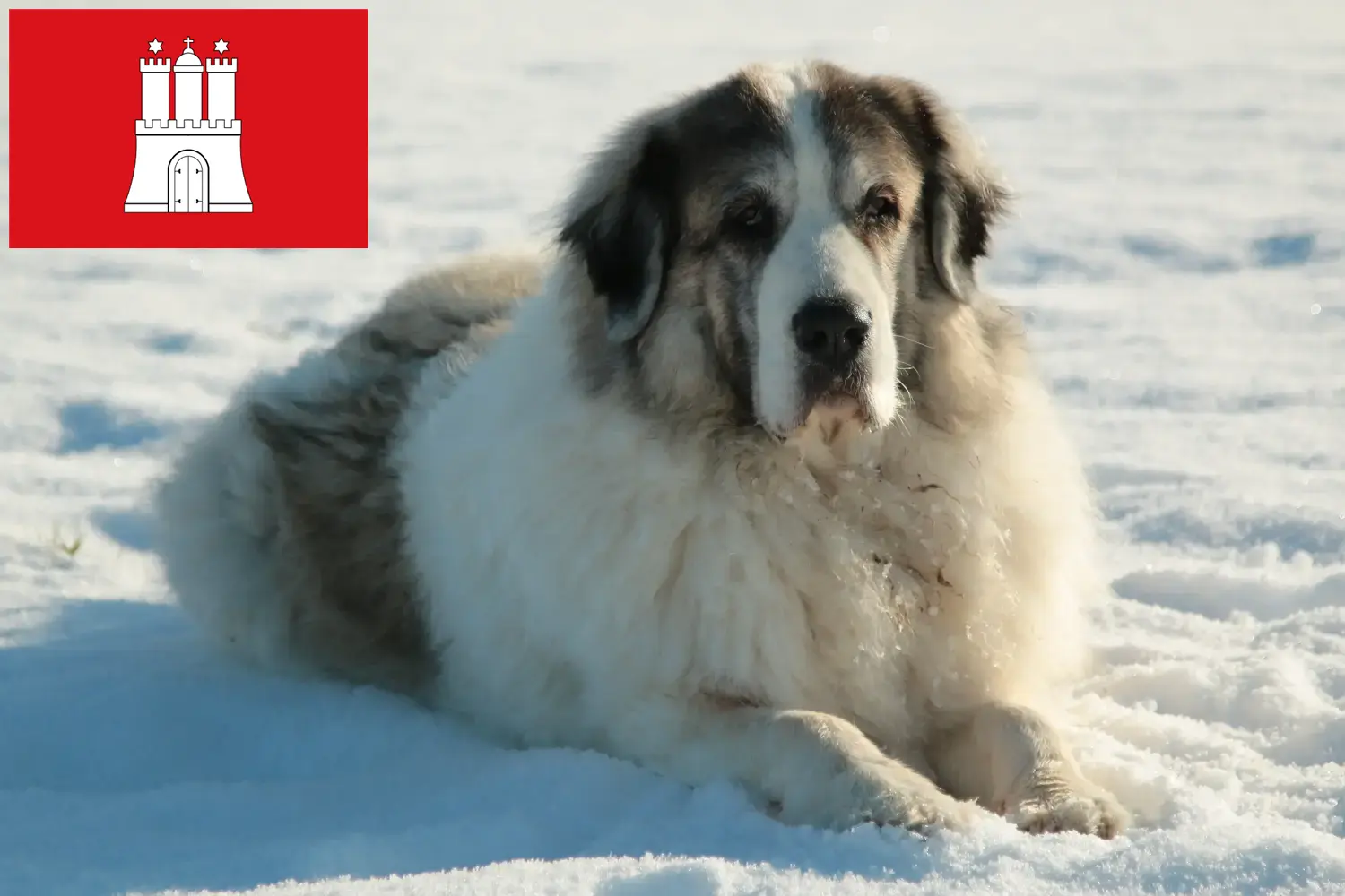 Read more about the article Hamburg’da Mastín del Pirineo yetiştiricileri ve köpek yavruları