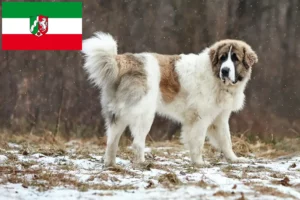 Read more about the article Kuzey Ren-Vestfalya’da Mastín del Pirineo yetiştiricileri ve köpek yavruları