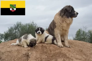 Read more about the article Saksonya-Anhalt’da Mastín del Pirineo yetiştiricileri ve köpek yavruları