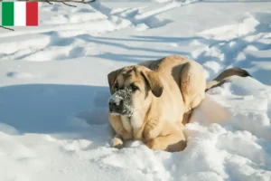 Read more about the article İtalya’da Mastín Español yetiştiricileri ve köpek yavruları