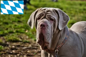 Read more about the article Bavyera’da Mastino Napoletano yetiştiricileri ve köpek yavruları