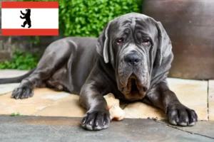 Read more about the article Berlin’de Mastino Napoletano yetiştiricileri ve köpek yavruları