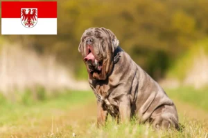 Read more about the article Brandenburg’da Mastino Napoletano yetiştiricileri ve köpek yavruları