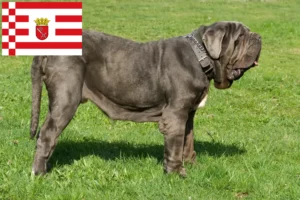 Read more about the article Bremen’de Mastino Napoletano yetiştiricileri ve köpek yavruları