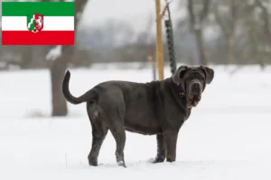 Read more about the article Kuzey Ren-Vestfalya’da Mastino Napoletano yetiştiricileri ve köpek yavruları