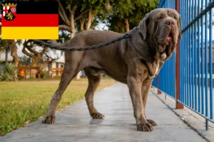 Read more about the article Rheinland-Pfalz’da Mastino Napoletano yetiştiricileri ve köpek yavruları