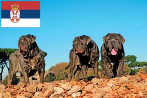 Read more about the article Sırbistan’da Mastino Napoletano yetiştiricileri ve köpek yavruları