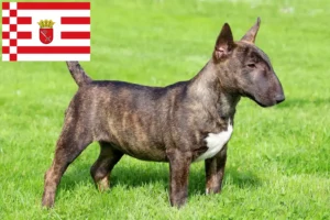 Read more about the article Bremen’de Minyatür Bull Terrier yetiştiricileri ve köpek yavruları