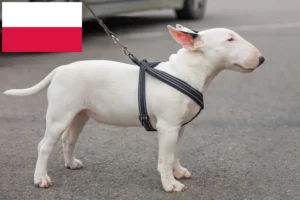Read more about the article Polonya’da Minyatür Bull Terrier yetiştiricileri ve köpek yavruları