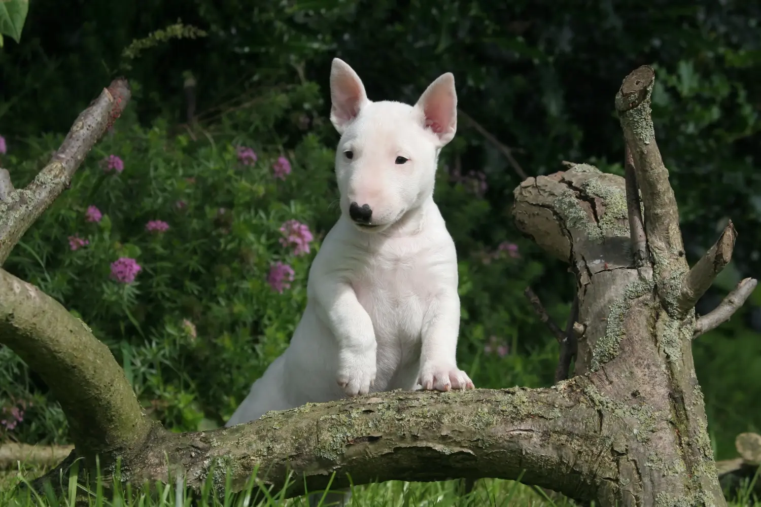 Minyatür Bull Terrier yavrusu satın almak sorumluluk almak demektir! Minyatür Bull Terrier yavruları satın alın.