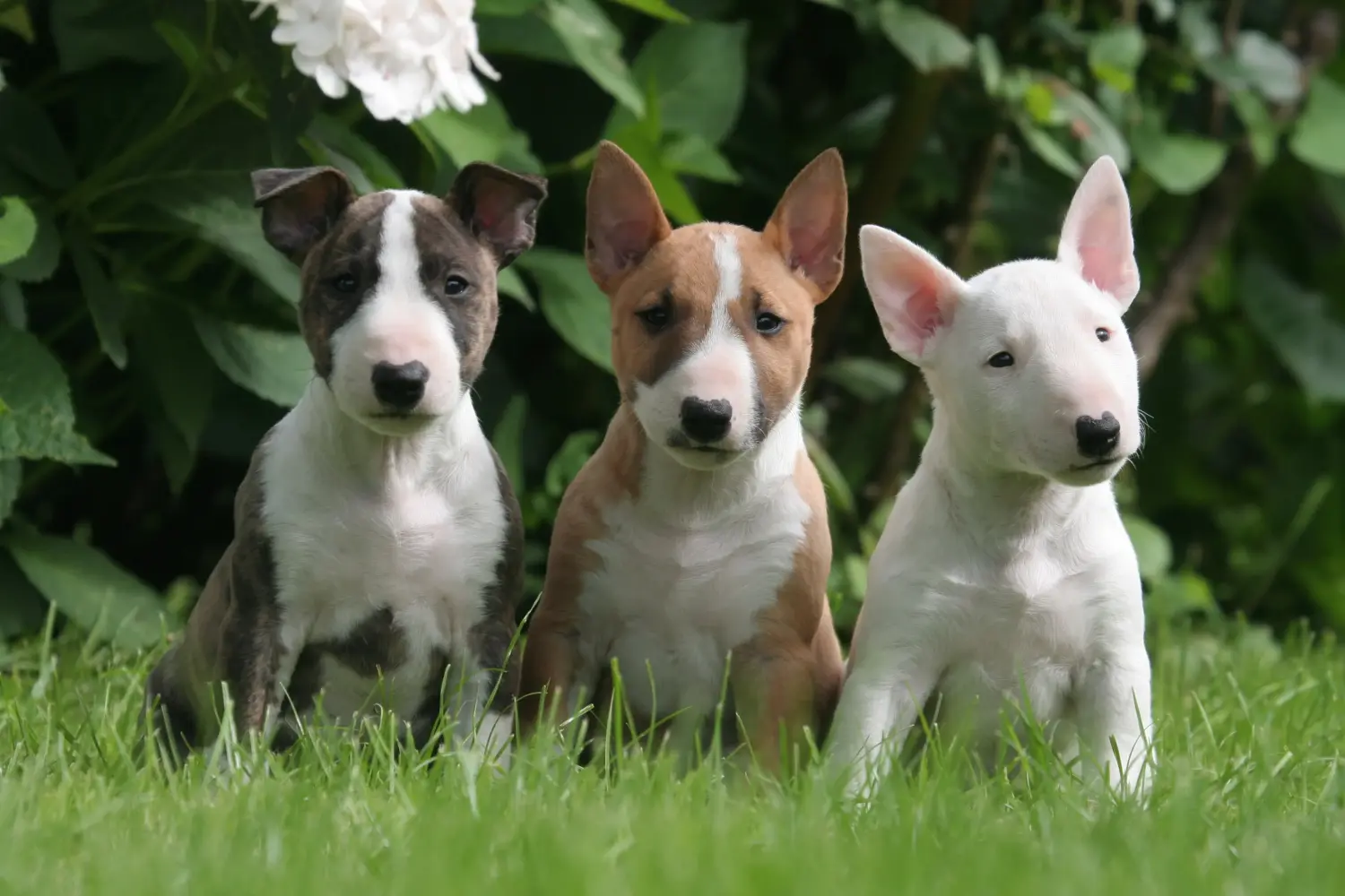 Minyatür Bull Terrier yavrusu satın almak sorumluluk almak demektir! Minyatür Bull Terrier yavruları satın alın.