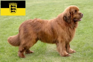 Read more about the article Baden-Württemberg’de Newfoundland yetiştiricileri ve köpek yavruları