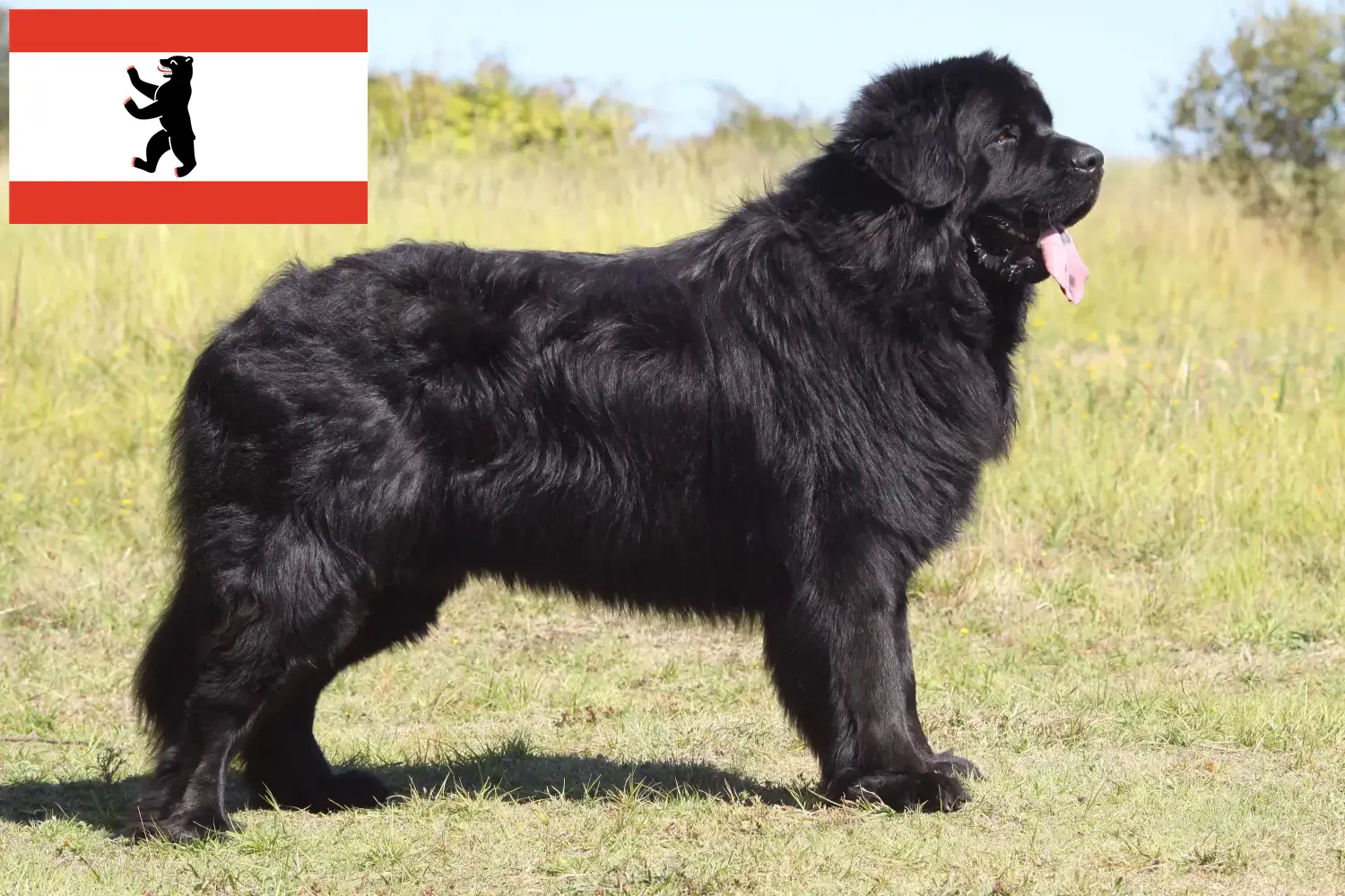 Read more about the article Berlin’de Newfoundland yetiştiricileri ve köpek yavruları