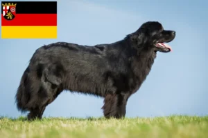 Read more about the article Rheinland-Pfalz’da Newfoundland yetiştiricileri ve köpek yavruları