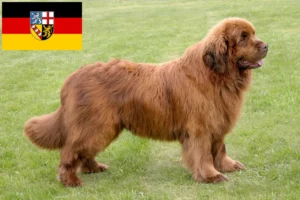 Read more about the article Saarland’da Newfoundland yetiştiricileri ve köpek yavruları