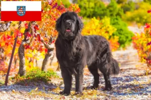 Read more about the article Thüringen’deki Newfoundland yetiştiricileri ve köpek yavruları