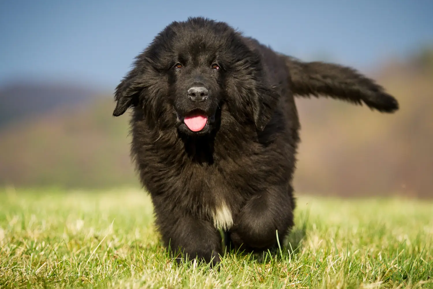 Bir Newfoundland yavrusu satın almak sorumluluk almak demektir! Newfoundland yavru köpekleri satın alın.