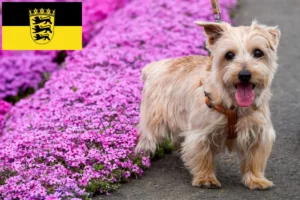 Read more about the article Baden-Württemberg’de Norfolk Terrier yetiştiricileri ve köpek yavruları