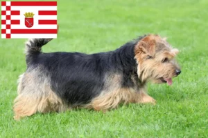 Read more about the article Bremen’de Norfolk Terrier yetiştiricileri ve köpek yavruları