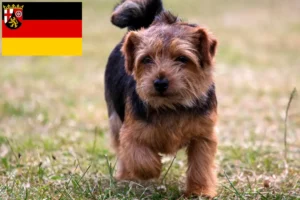 Read more about the article Rheinland-Pfalz’da Norfolk Terrier yetiştiricileri ve köpek yavruları