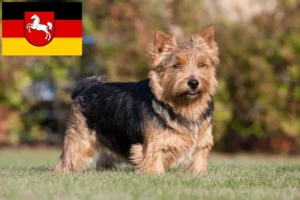 Read more about the article Aşağı Saksonya’da Norwich Terrier yetiştiricileri ve köpek yavruları