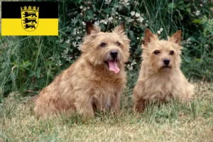 Read more about the article Baden-Württemberg’de Norwich Terrier yetiştiricileri ve köpek yavruları