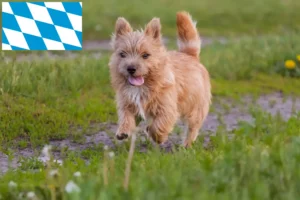 Read more about the article Bavyera’da Norwich Terrier yetiştiricileri ve köpek yavruları