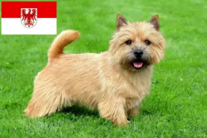 Read more about the article Brandenburg’da Norwich Terrier yetiştiricileri ve köpek yavruları