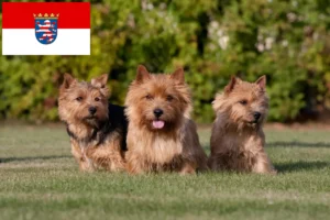 Read more about the article Hessen’de Norwich Terrier yetiştiricileri ve köpek yavruları